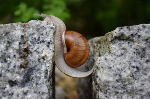 Schnecke